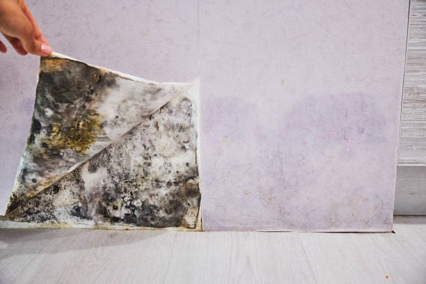 Professional Mold Removal in Arcata, CA